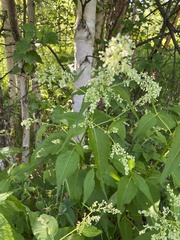 Koenigia alaskana