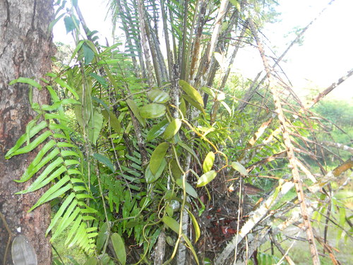 Vanilla africana