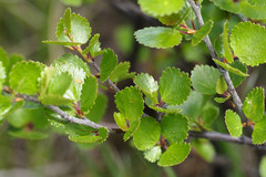 Betula nana