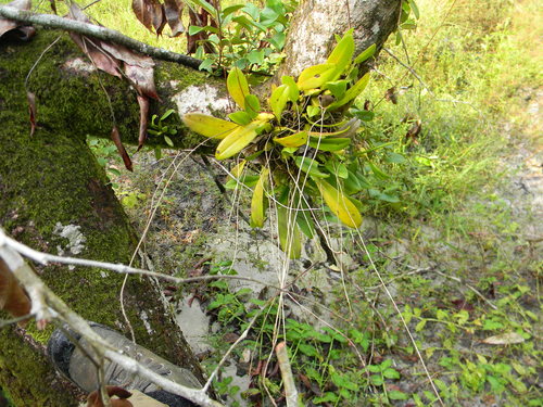 Bulbophyllum saltatorium