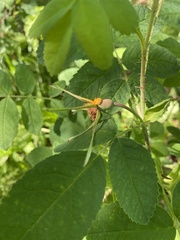Phragmidium mucronatum