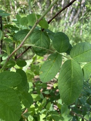 Phragmidium mucronatum