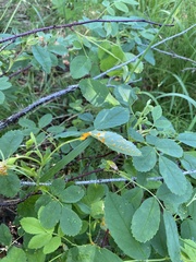 Phragmidium mucronatum