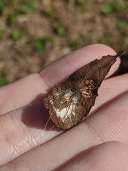 Oxyopes quadrifasciatus
