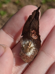 Oxyopes quadrifasciatus