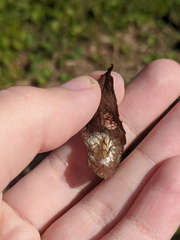 Oxyopes quadrifasciatus