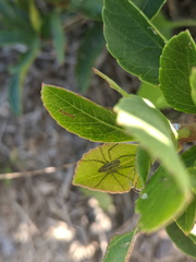 Oxyopes quadrifasciatus