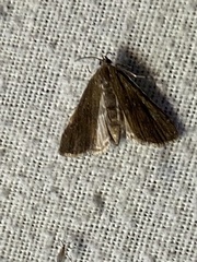Parapoynx maculalis