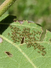 Xanthodes transversa