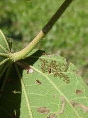 Xanthodes transversa