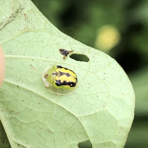 Green Tortoise Beetle photo 6