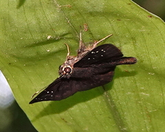 Celaenorrhinus monartus