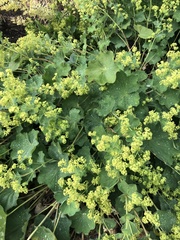 Angiospermae