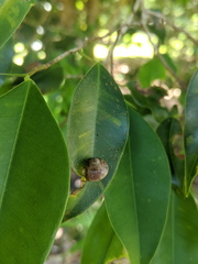 Rhynchotrochus macgillivrayi