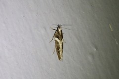 Pseudochelaria