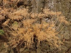 Lomatium klickitatense