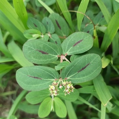 Euphorbia berteroana