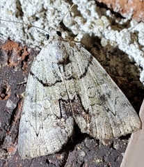 Catocala alabamae