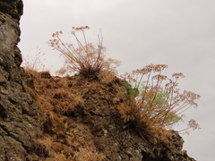Lomatium klickitatense