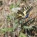 Papilio machaon melitensis - Photo (c) Sludge G, μερικά δικαιώματα διατηρούνται (CC BY-SA)