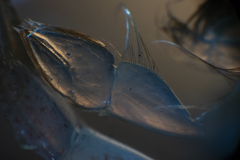 Pseudocalliax tooradin