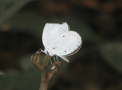 Neopithecops zalmora