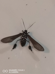 Horama plumipes