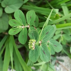 Euphorbia berteroana