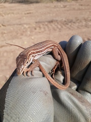 Aspidoscelis costatus