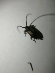 Exocentrus punctipennis