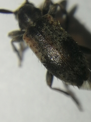 Exocentrus punctipennis