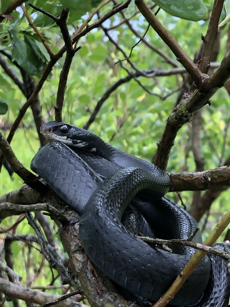 Southern Black Racer from Lakeland, FL, US on April 11, 2021 at 05:27 ...