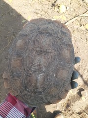 Gopherus evgoodei