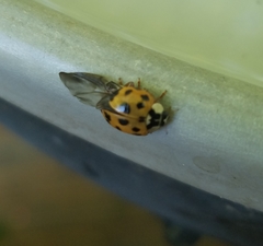 Harmonia axyridis