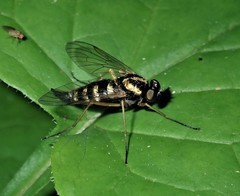 Chrysopilus ornatus