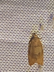 Clepsis consimilana