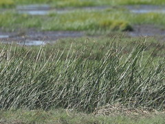 Cyperus malaccensis monophyllus