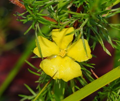 Hibbertia prostrata