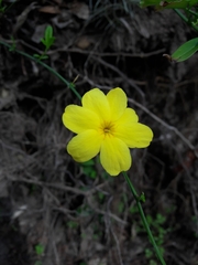 Jasminum mesnyi
