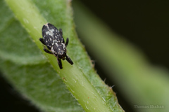 Cylindrocopturus quercus