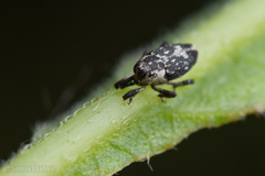 Cylindrocopturus quercus