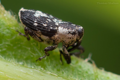Cylindrocopturus quercus