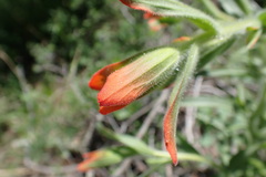 Castilleja minor