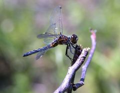 Leucorrhinia frigida