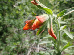 Castilleja minor