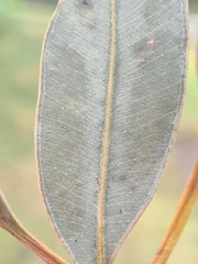 Eucalyptus resinifera