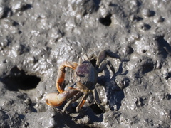 Metaplax elegans