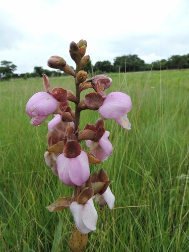Eulophia latilabris