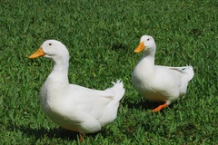 Anas platyrhynchos domesticus