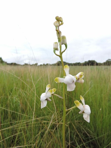 Eulophia malangana